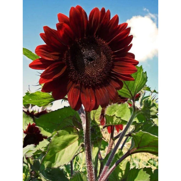 Velvet Queen Decorative Sunflowers Garden Seeds