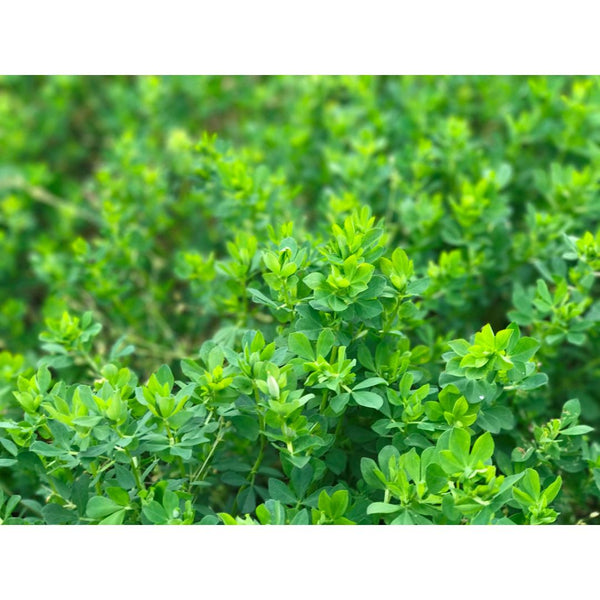 50 Lbs. Birdsfoot Trefoil VNS Raw Agricultural Seed