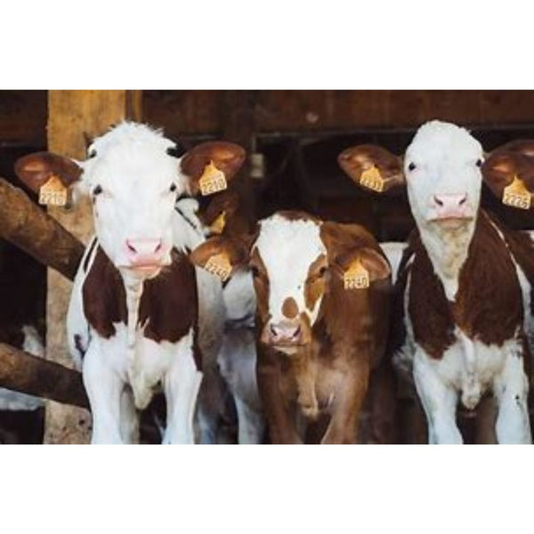 50 Lbs. AD&E Vitamin Premix Livestock Feed Additive