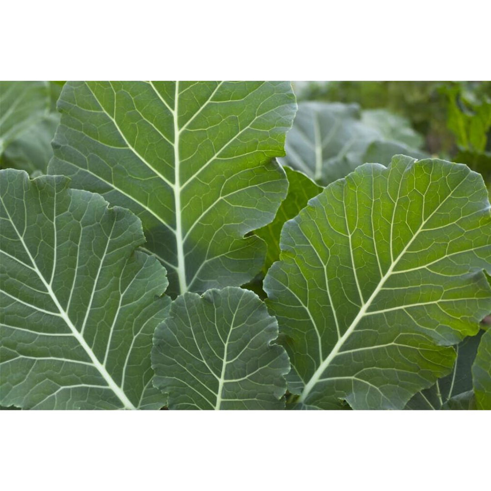 50 Lbs. Impact Forage Collards - Coated