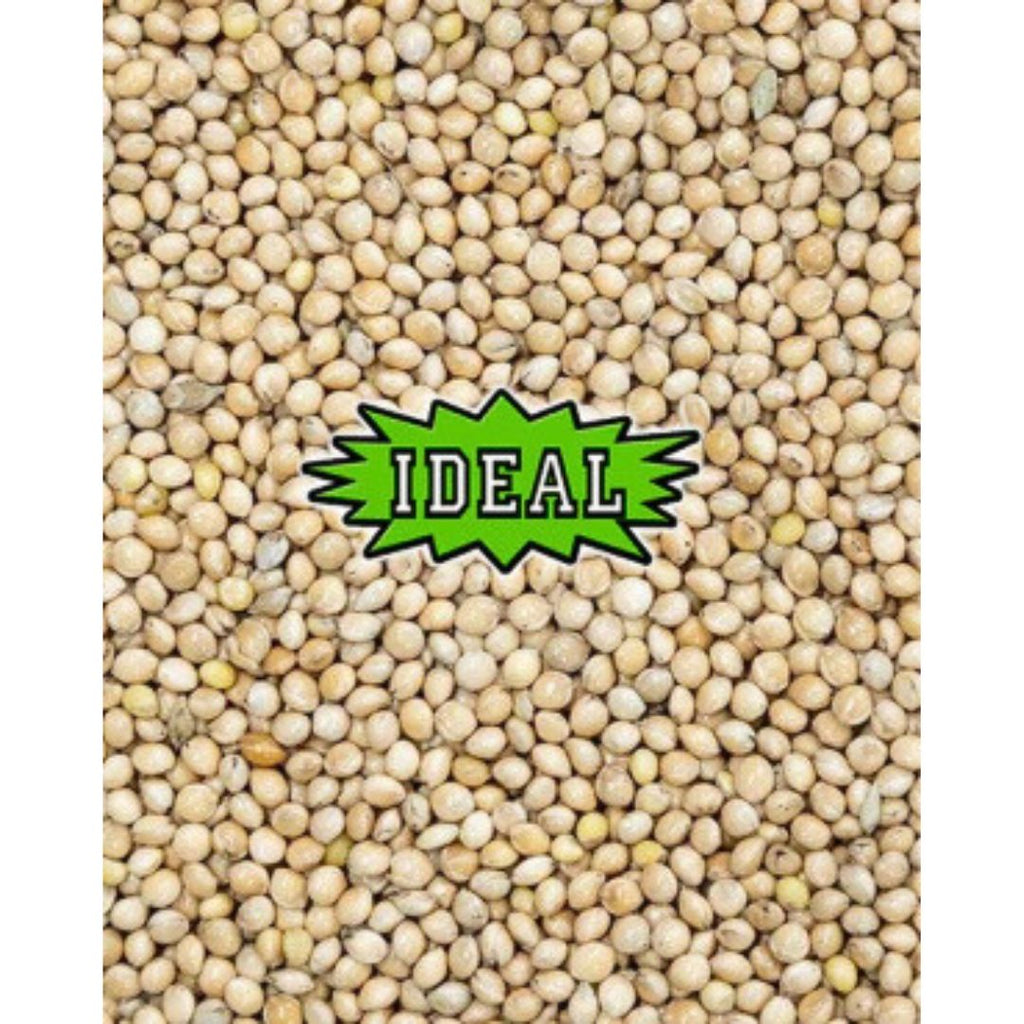 bird seed millet plant IDEAL White Millet Wild Bird Seed