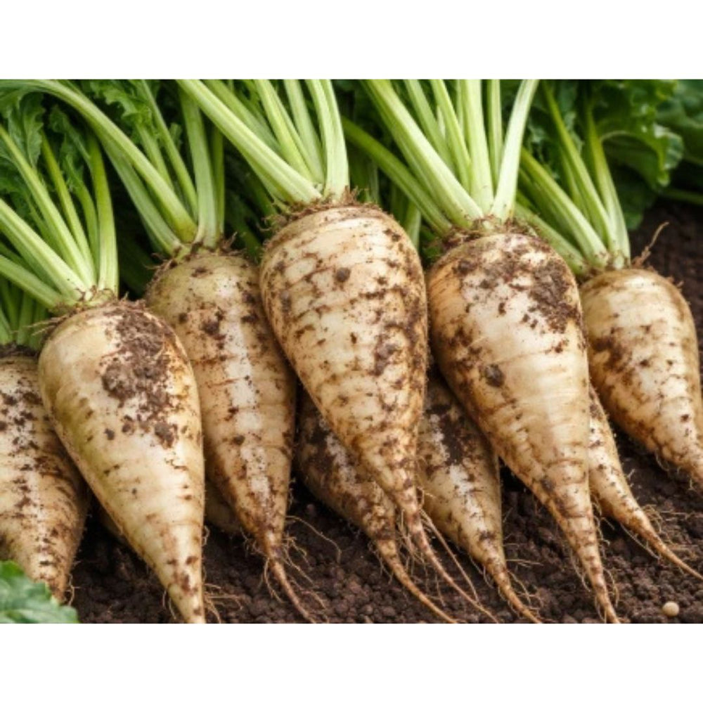 1 Lb. Raw Sugar Beet Seed