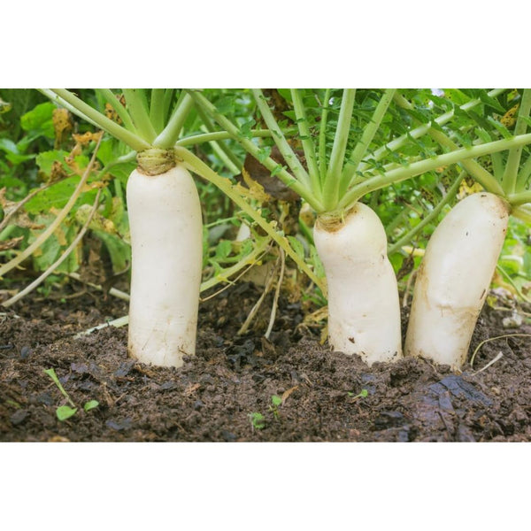 50 Lbs. Oil Radish Seed Cover Crop