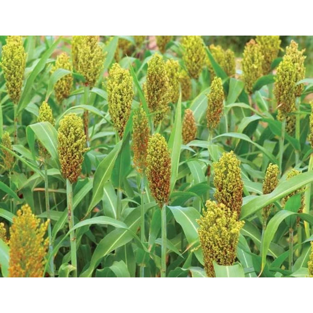 50 Lbs. Wildlife Grain Sorghum Grass Seed
