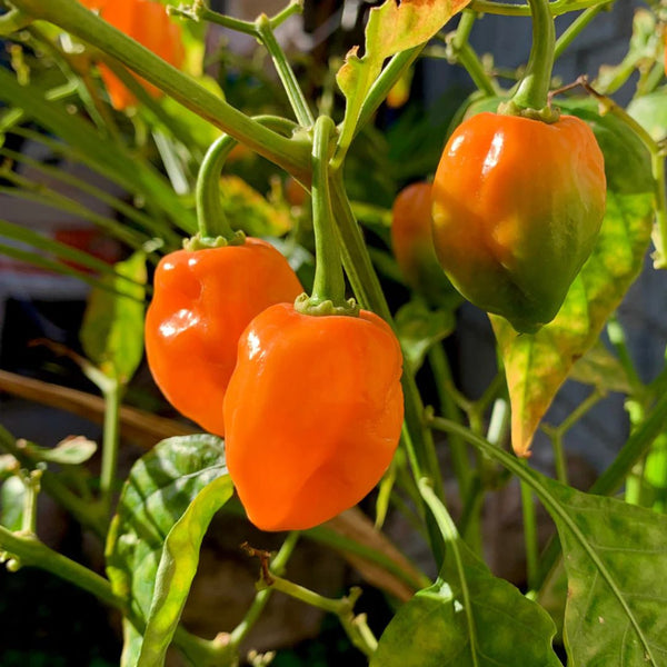 Habanero Hot Pepper Garden Seeds