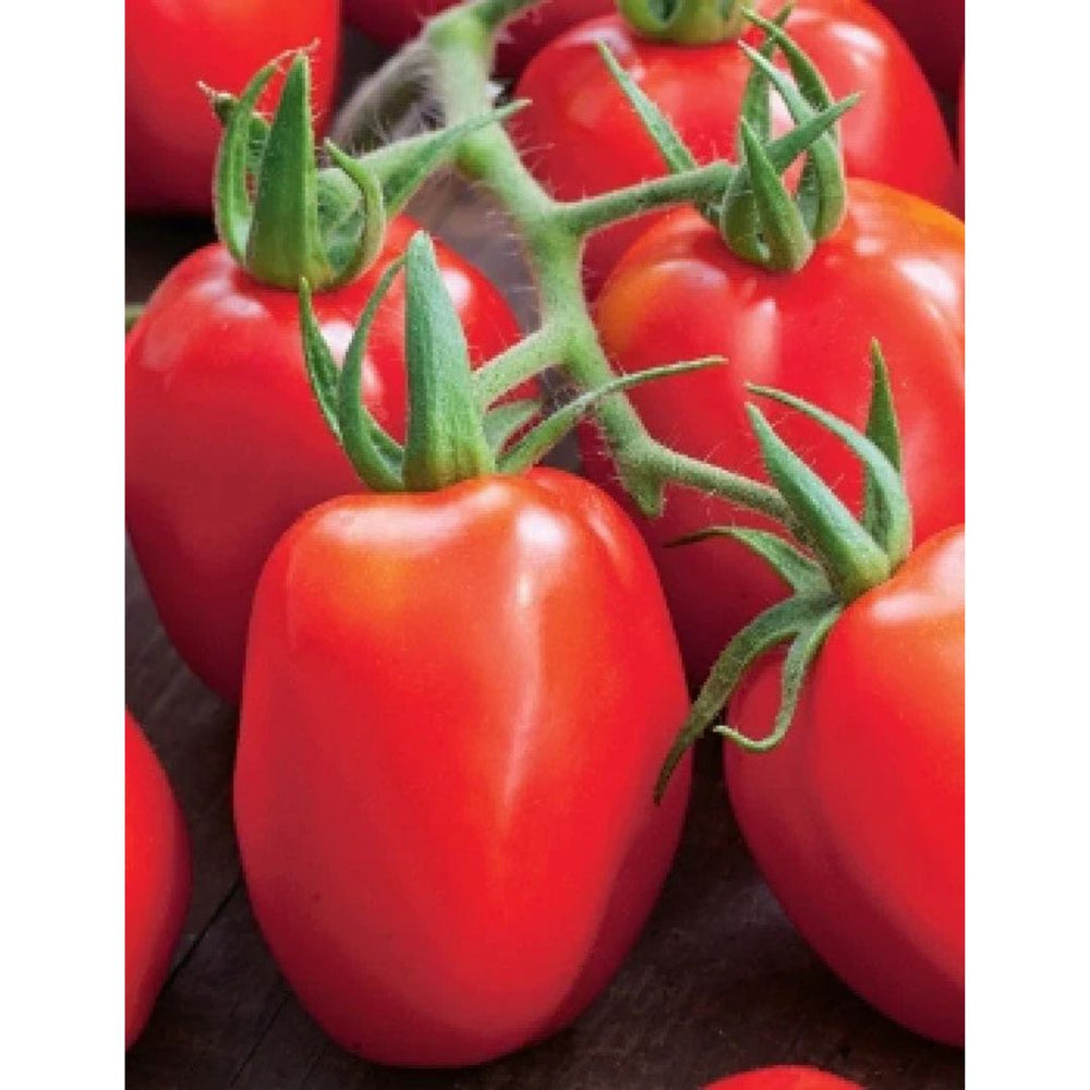 2 Grams - Roma VF Tomato Garden Seeds