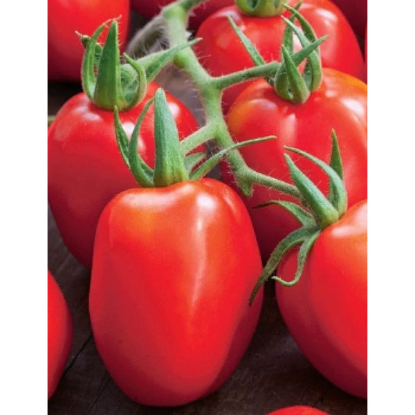 2 Grams - Roma VF Tomato Garden Seeds