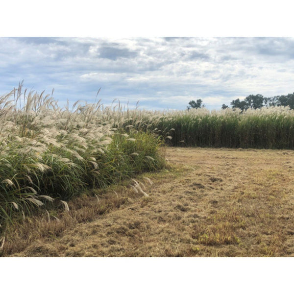 Real World Giant Miscanthus 100 Rhizome Food Plot Seed