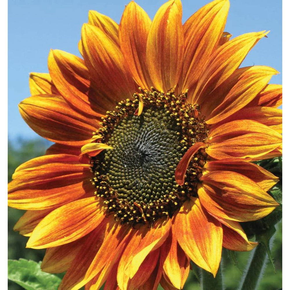 Autumn Beauty Decorative Sunflower Garden Seeds