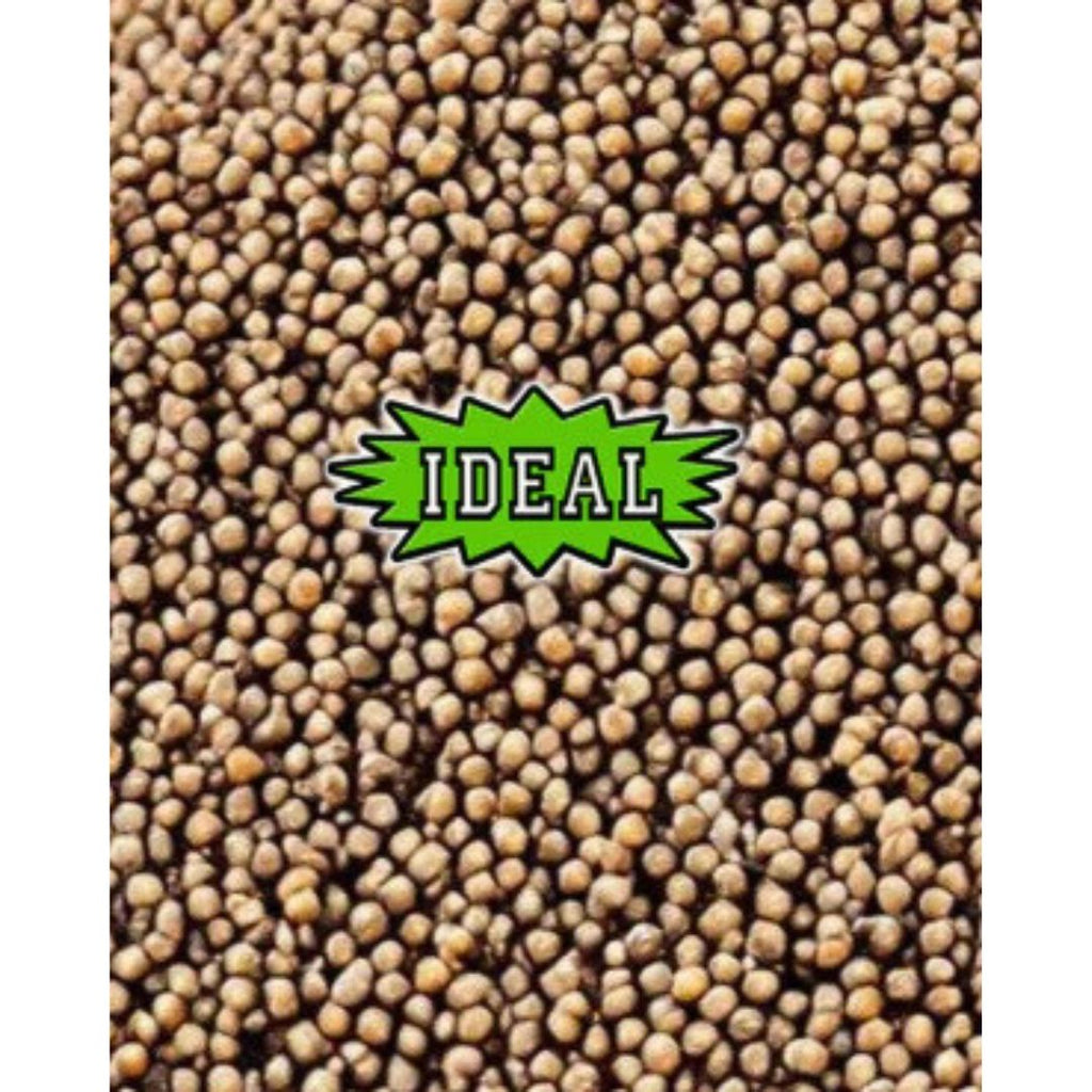 milo seeds for planting 50 Lbs. IDEAL Milo Wild Bird Seed