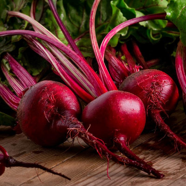Ruby Queen Beet Garden Seeds
