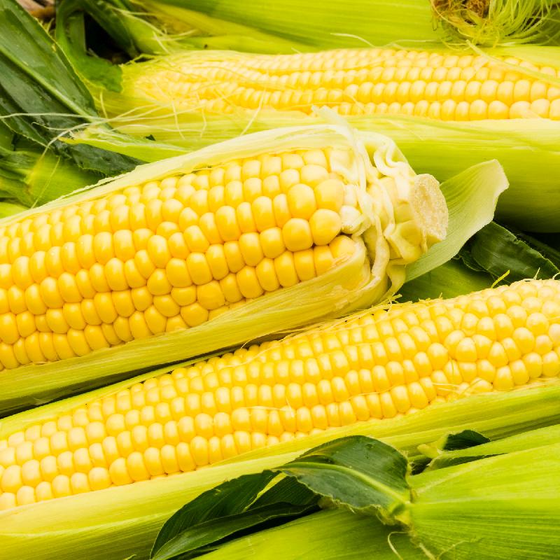 sweet corn seeds for planting Northern Early Xtra Sweet Corn Garden Seeds