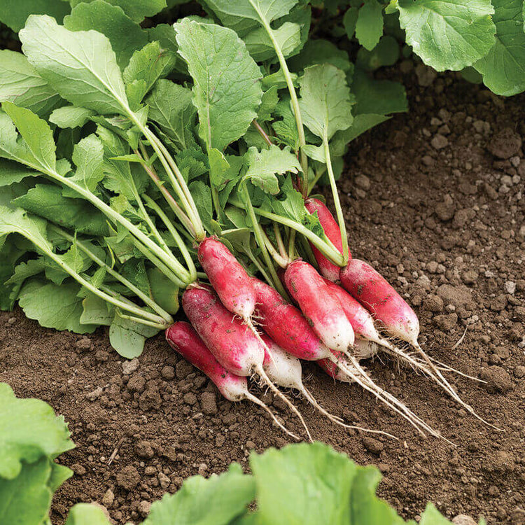 French Breakfast Radish Garden Seeds