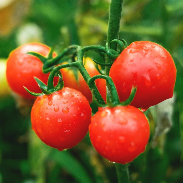 2 Grams - Red Cherry Tomato Garden Seeds