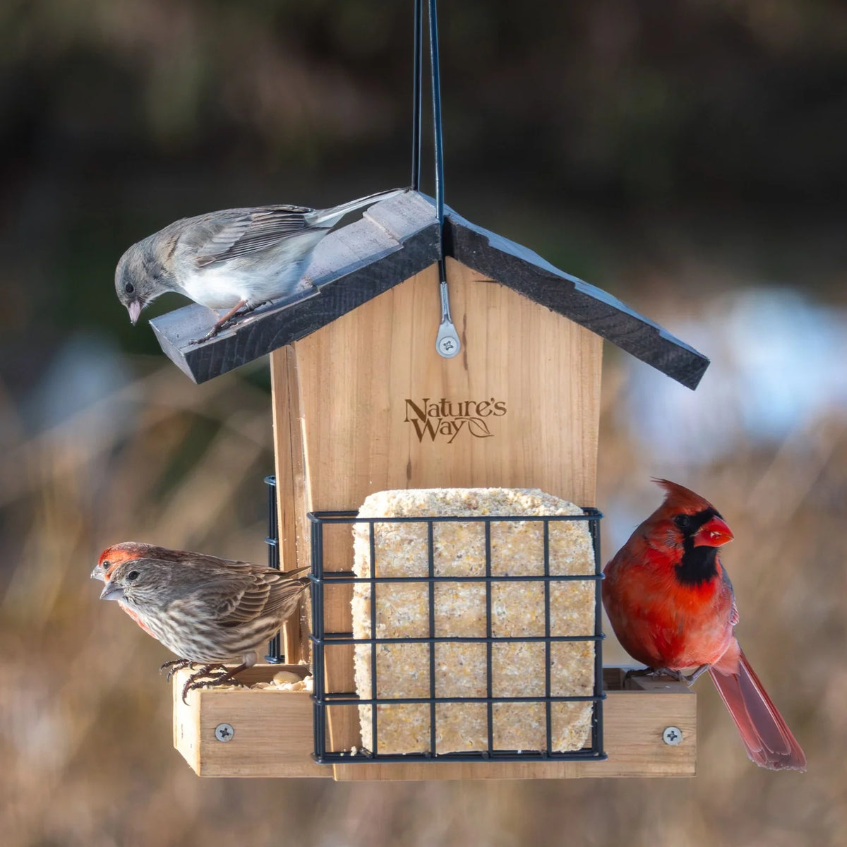 3 Qt. Nature's Way Farmhouse Hopper Feeder w/ Suet Cages