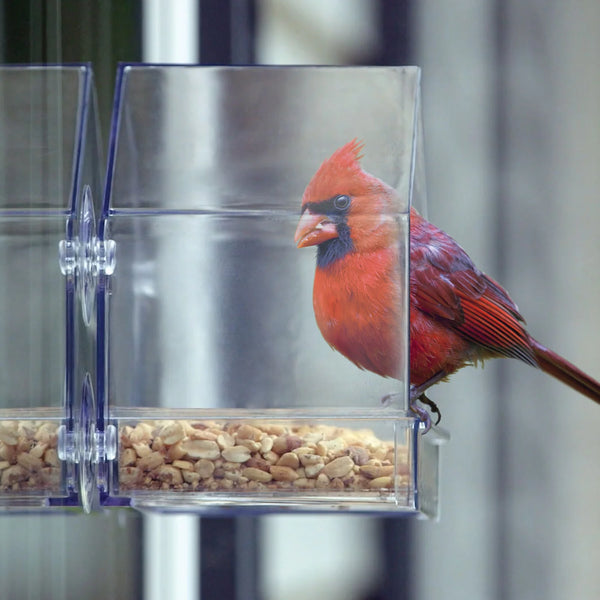 2 Cup Clear View Plastic Window Bird Feeder