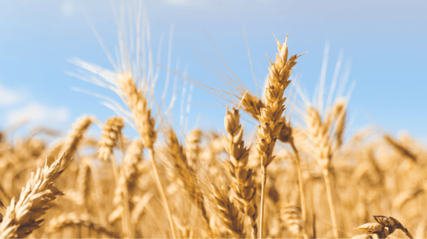 48 Lbs. Barley Raw Untreated Agricultural Seeds