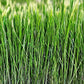 50lbs. Annual Ryegrass Seed - Fast-Growing and Versatile Grass for Lawns and Pastures