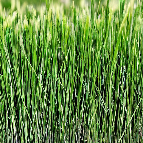 50 Lbs. Annual VNS Ryegrass Seed - Grass for Lawns and Pastures