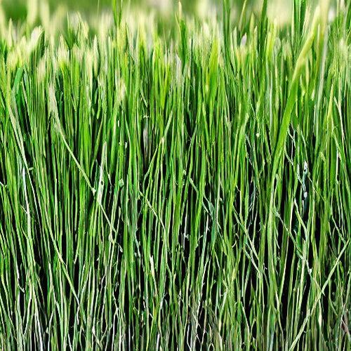 50 Lbs. Annual VNS Ryegrass Seed - Grass for Lawns and Pastures