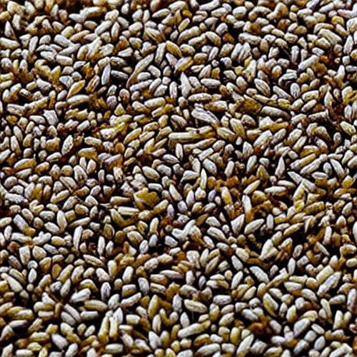 50 Lbs. Annual VNS Ryegrass Seed - Grass for Lawns and Pastures