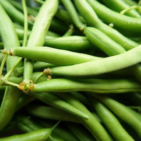 Green Contender Bush Beans Garden Seeds