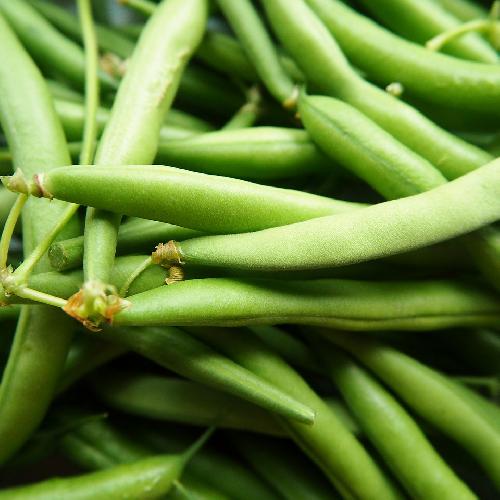 Green Contender Bush Beans Garden Seeds