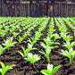 12-12-12 Fertilizer - 50.0 Lbs