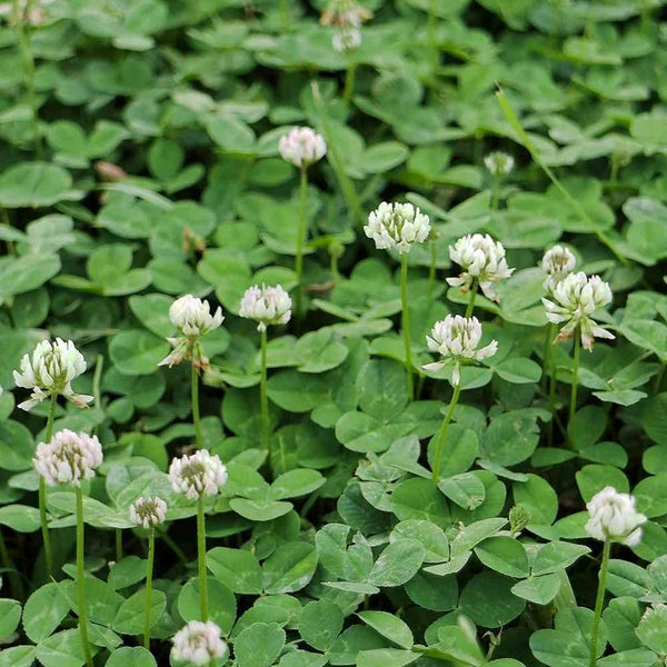 50 Lbs. Annual Berseem White Coated Clover Seeds