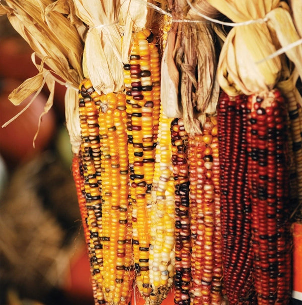 Ornamental Indian Decorative Corn Garden Seeds