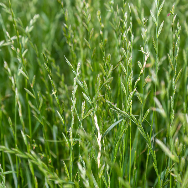 50 Lbs. High-Quality Perennial Ryegrass VNS Seed