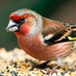 3.0 lbs IDEAL Finch Mix Wild Bird Seed - Nourishing Blend for Vibrant Backyard Visitors