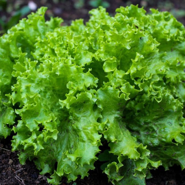 Black Seeded Simpson Leaf Lettuce Garden Seeds