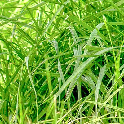 50 Lbs. FSG Gain Festulolium Seed – High-Yield Grass for Pasture
