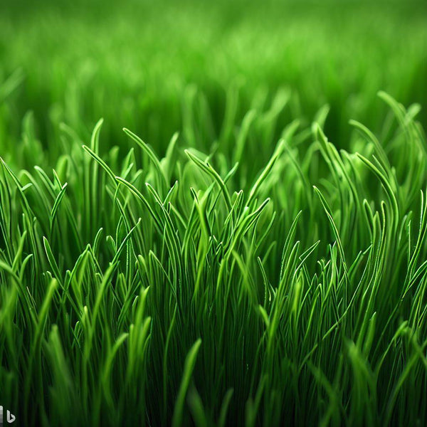 1 Lb. Penncross Bentgrass Grass Seed