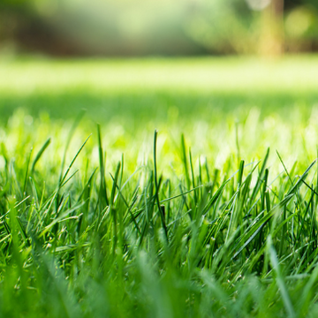 50 Lbs. IDEAL Contractors Lawn Grass Seed Mix