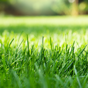 50 Lbs. IDEAL Contractors Lawn Grass Seed Mix