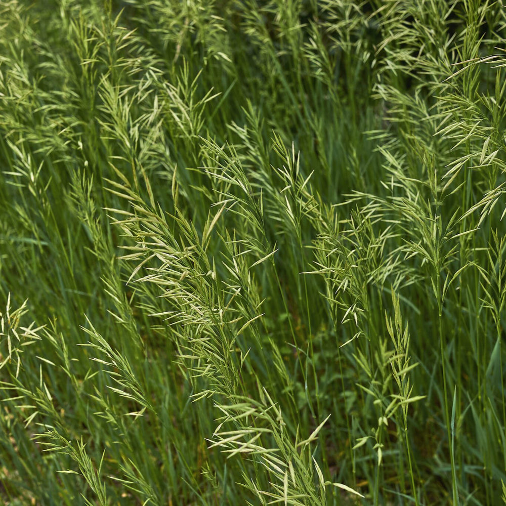 50 Lbs. Smooth Bromegrass Seed