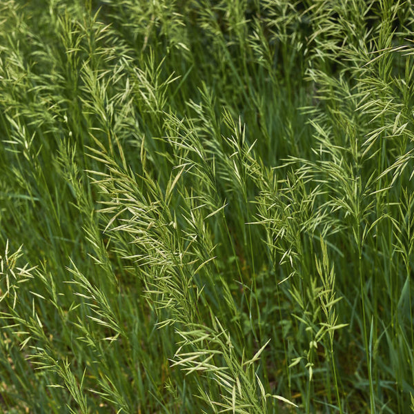 50 Lbs. Smooth Bromegrass Seed