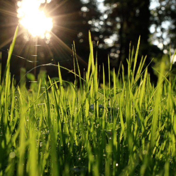 25 Lbs. Ideal Sun & Shade Lawn Grass Seed Mix