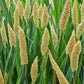 Premium Japanese Millet Seed - 50.0 lbs - Nutrient-Rich Forage Crop for Wildlife and Livestock