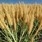 Premium Japanese Millet Seed - 50.0 lbs - Nutrient-Rich Forage Crop for Wildlife and Livestock