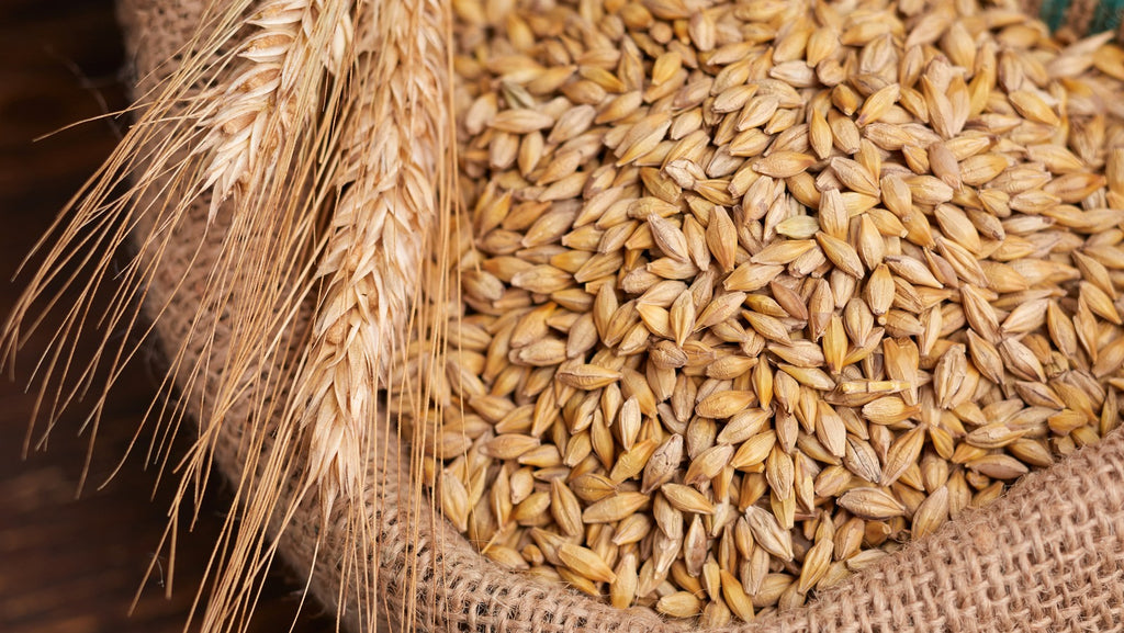 Wheat Benefits on Health 2024: A Comprehensive Guide