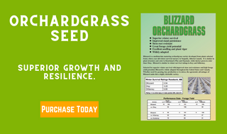 Orchardgrass seed