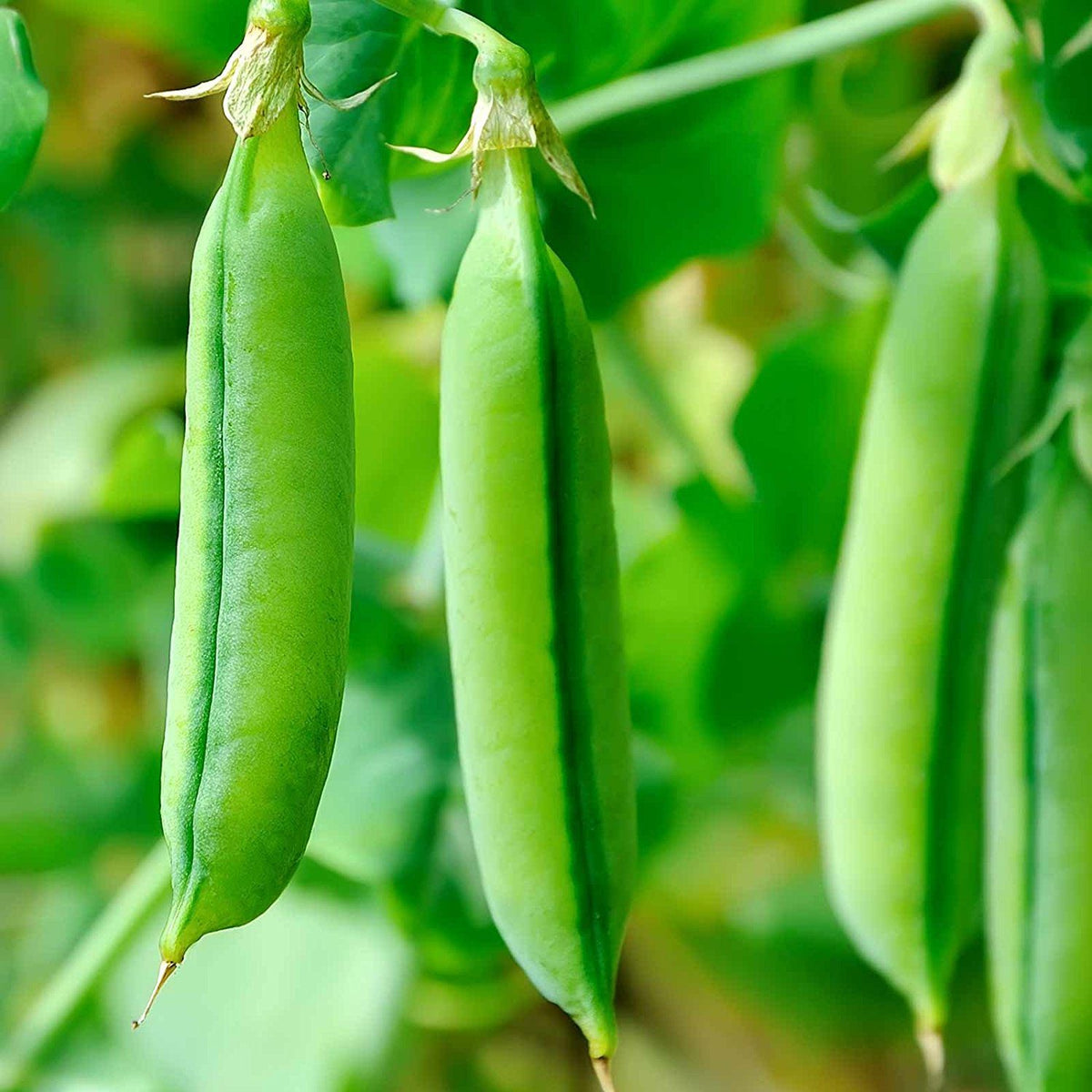 Sugar Snap Pea Garden Seeds (coated)