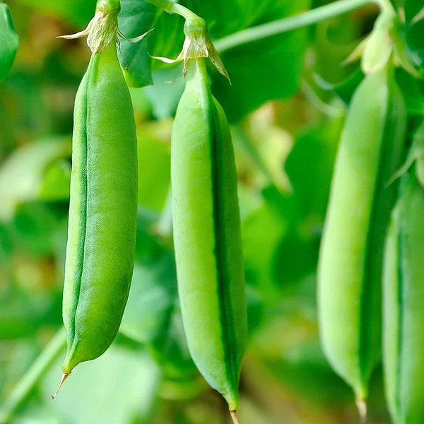 Sugar Snap Pea Garden Seeds (coated)