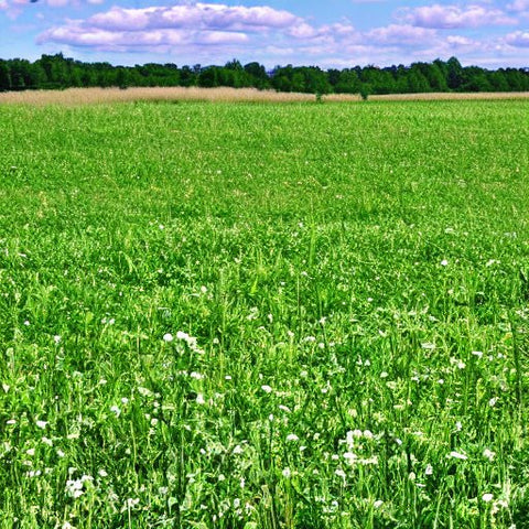 50 Lbs. High Quality Pasture Mix