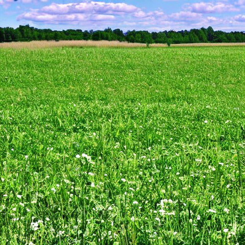 50 Lbs. High Quality Pasture Mix