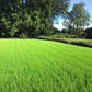50.0 lbs Chipmate Perennial Ryegrass Seed for Lush and Resilient Lawns