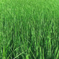50.0 lbs Chipmate Perennial Ryegrass Seed for Lush and Resilient Lawns